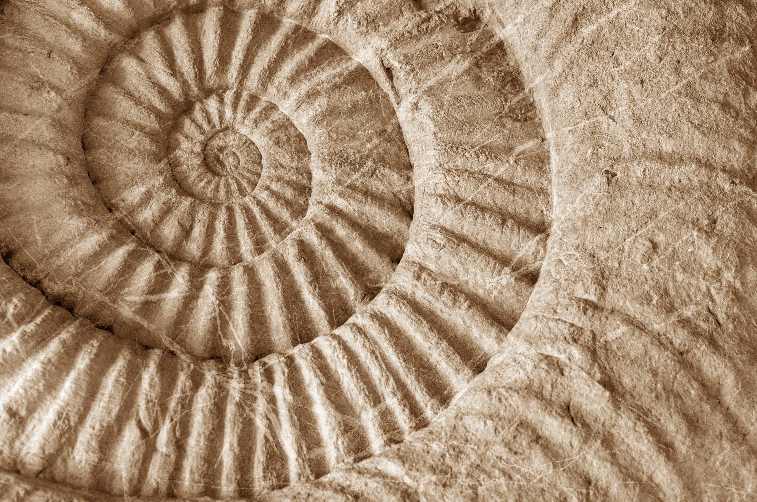Ammonit aus Kalkstein